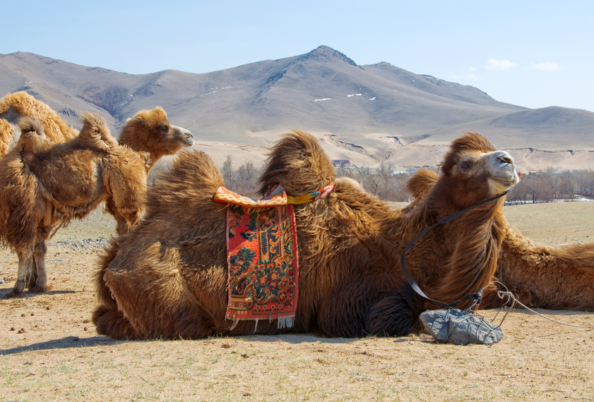mongolia, deserto del gobi, gobi, mongolia viaggi